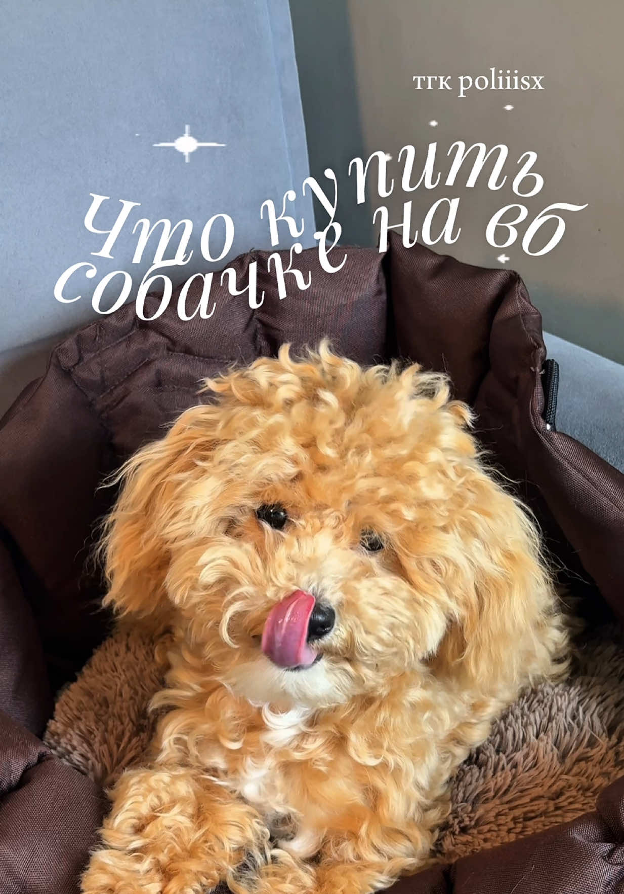 @поликs