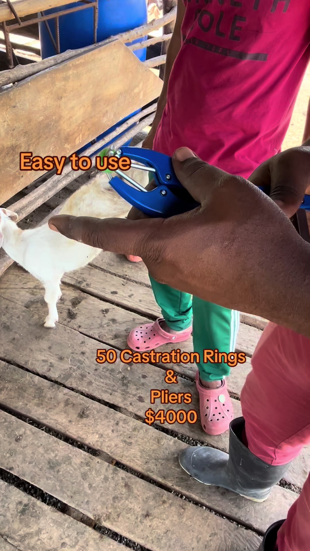 @GrazingJamaica