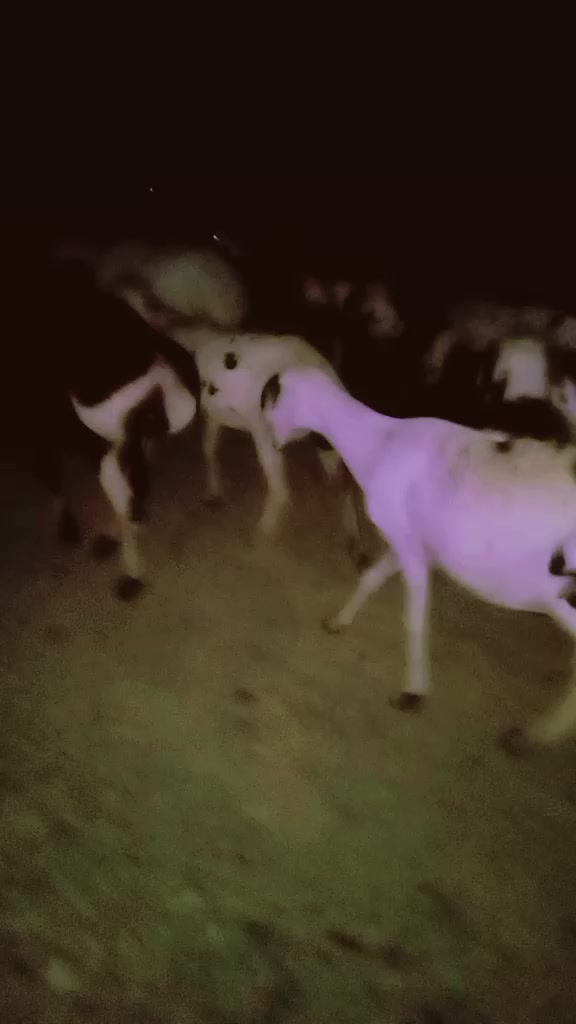 @Naseeb Gul.SWABI BAJA804
