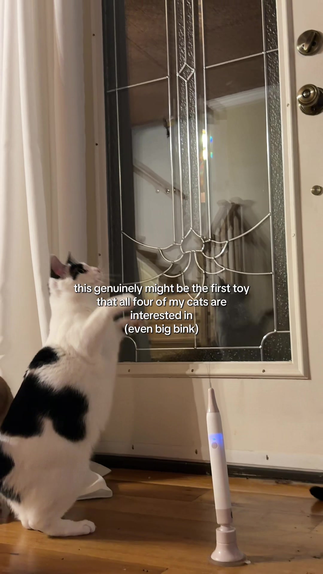 @bink the big orange cat