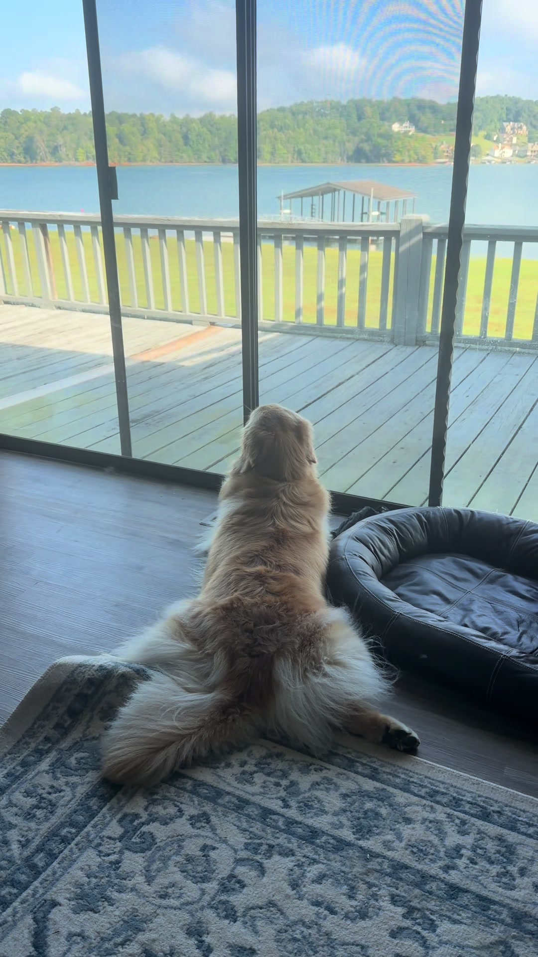 @DogMomisms