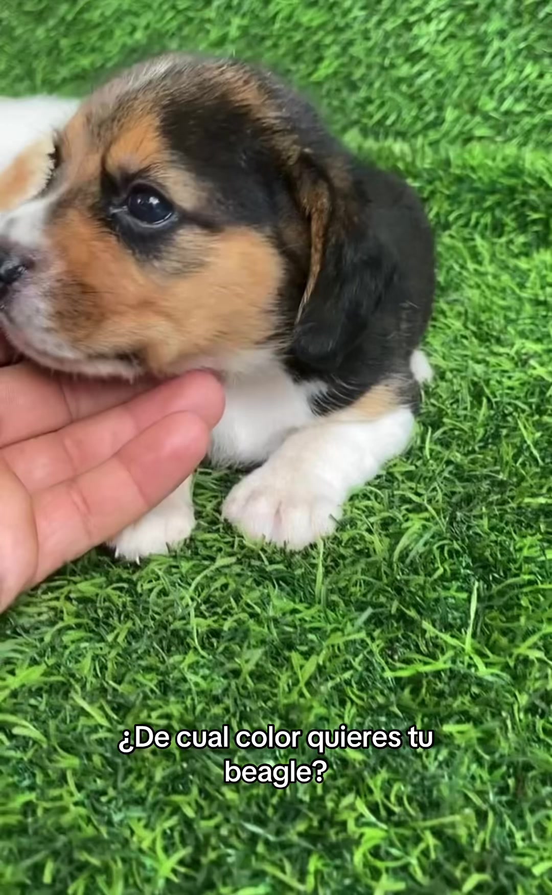 @Dogsr_rd1