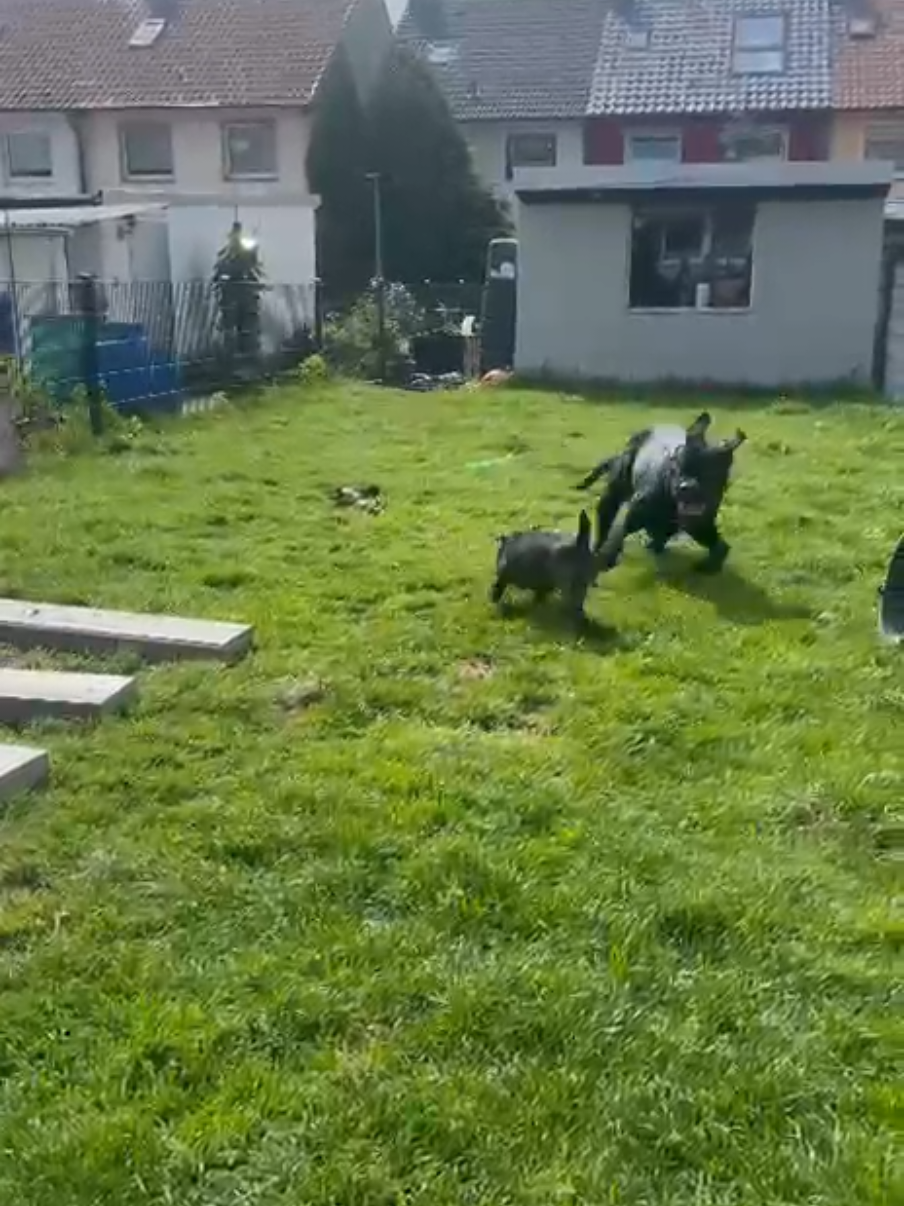 @canecorsodortmund