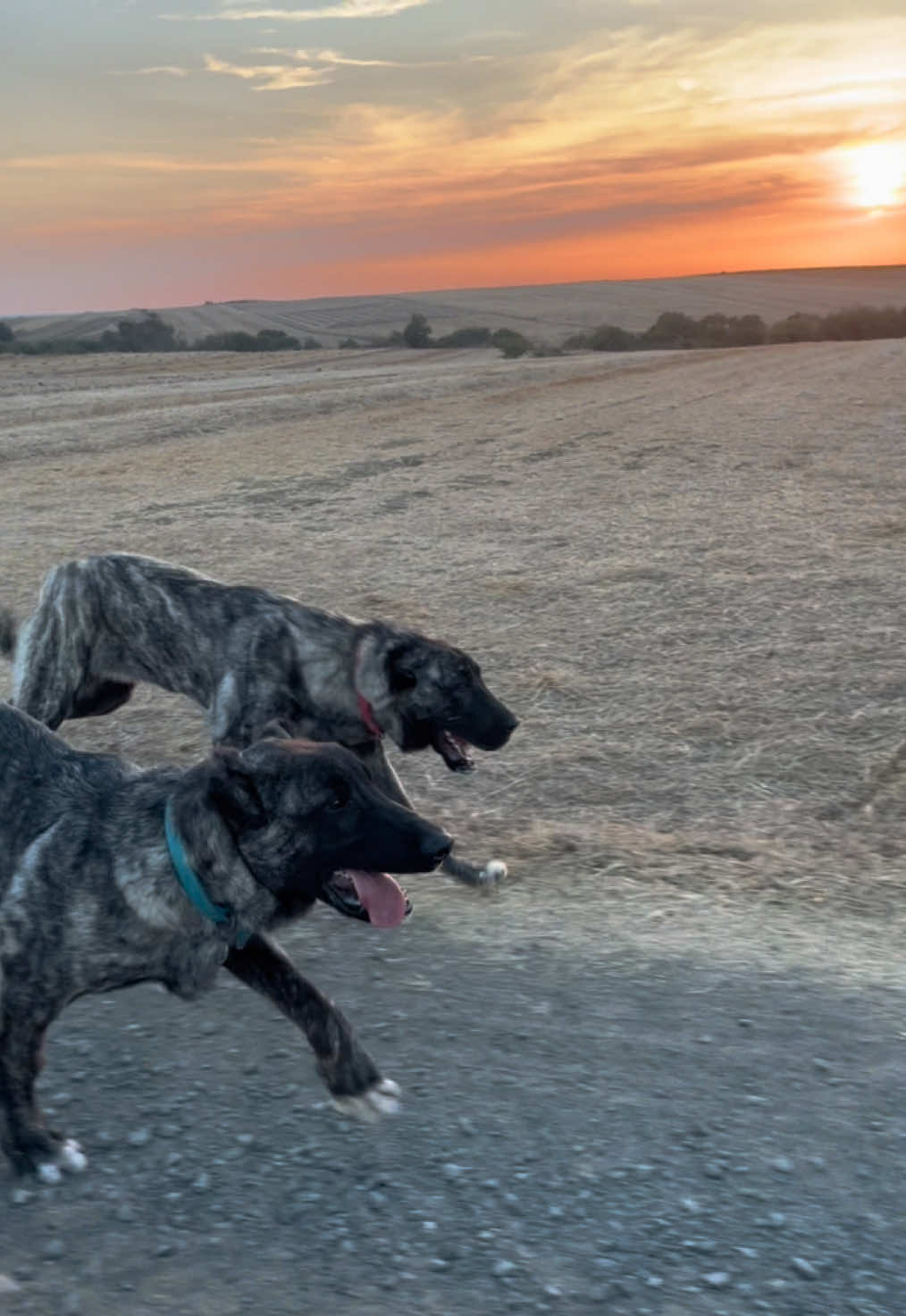 @💥K&ouml;rpe Kennels💥