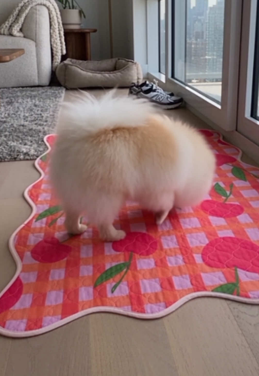 @Lovewag Pets