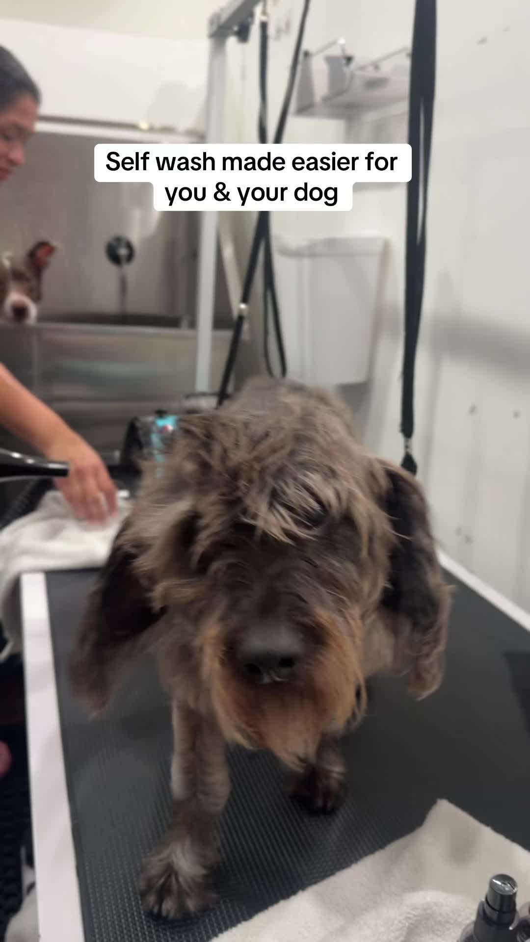 @dogwashla