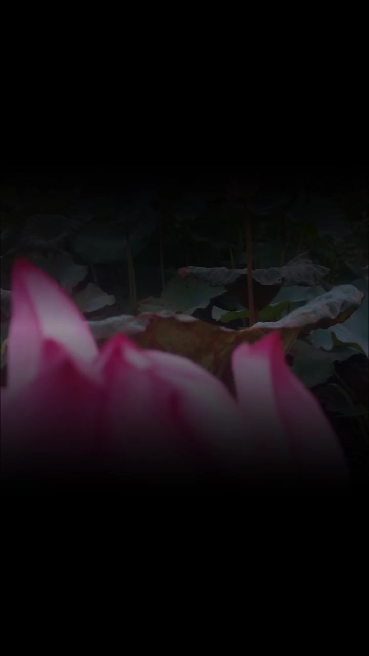 @Đ&ocirc;ng y VŨ VĂN D&Acirc;N