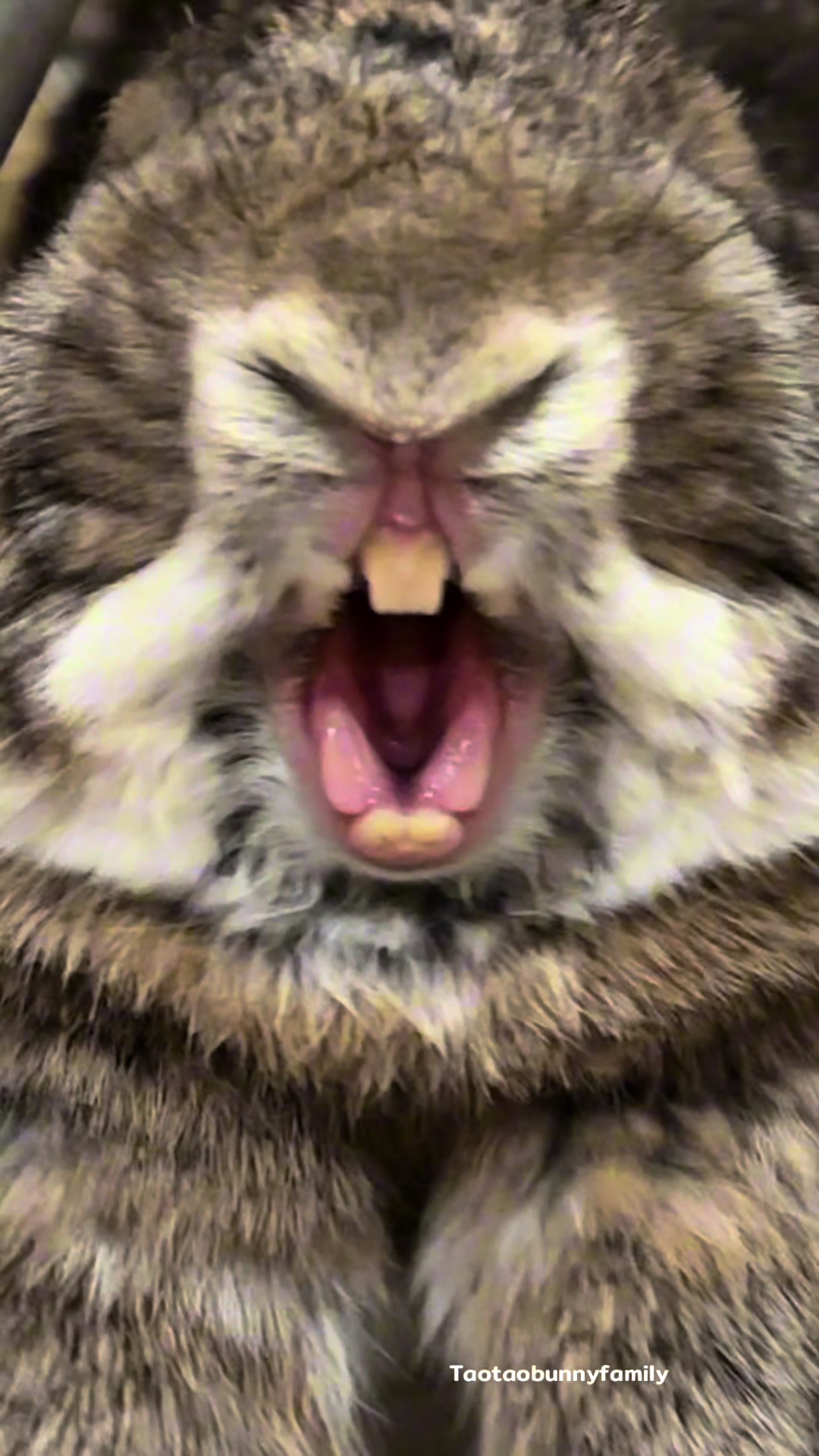 @Taotao Bunnyfamily