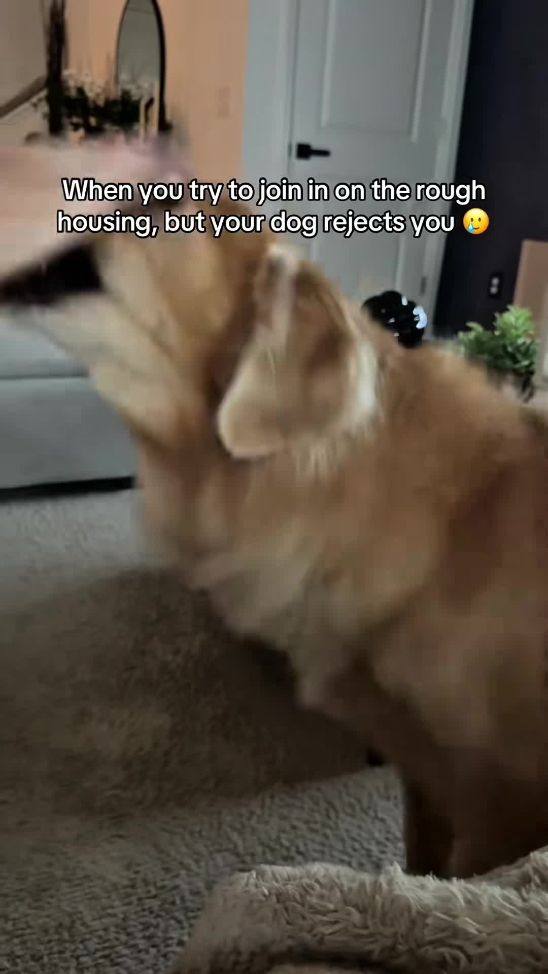 @funnyvideo3782