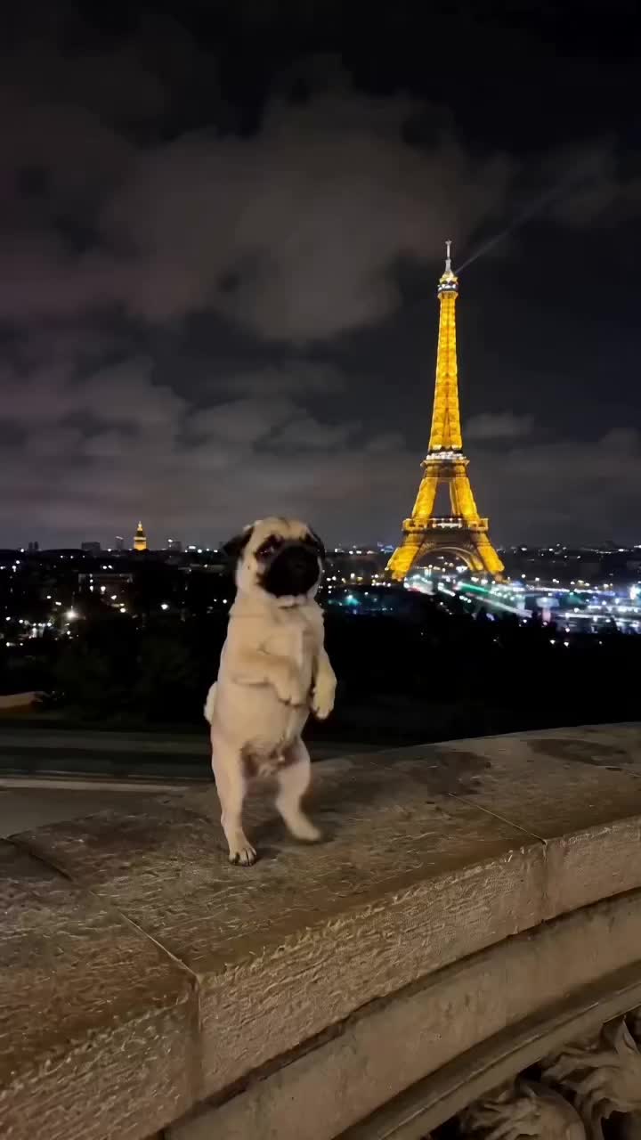 @Lucas The Pug