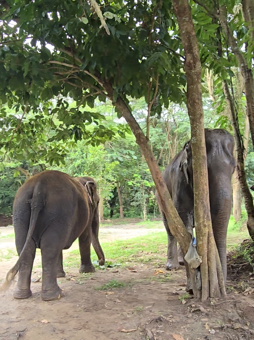 @ควาญแดง พลายภูพิงค์