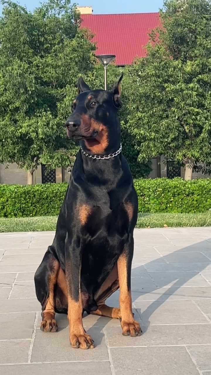 @dobi.baron