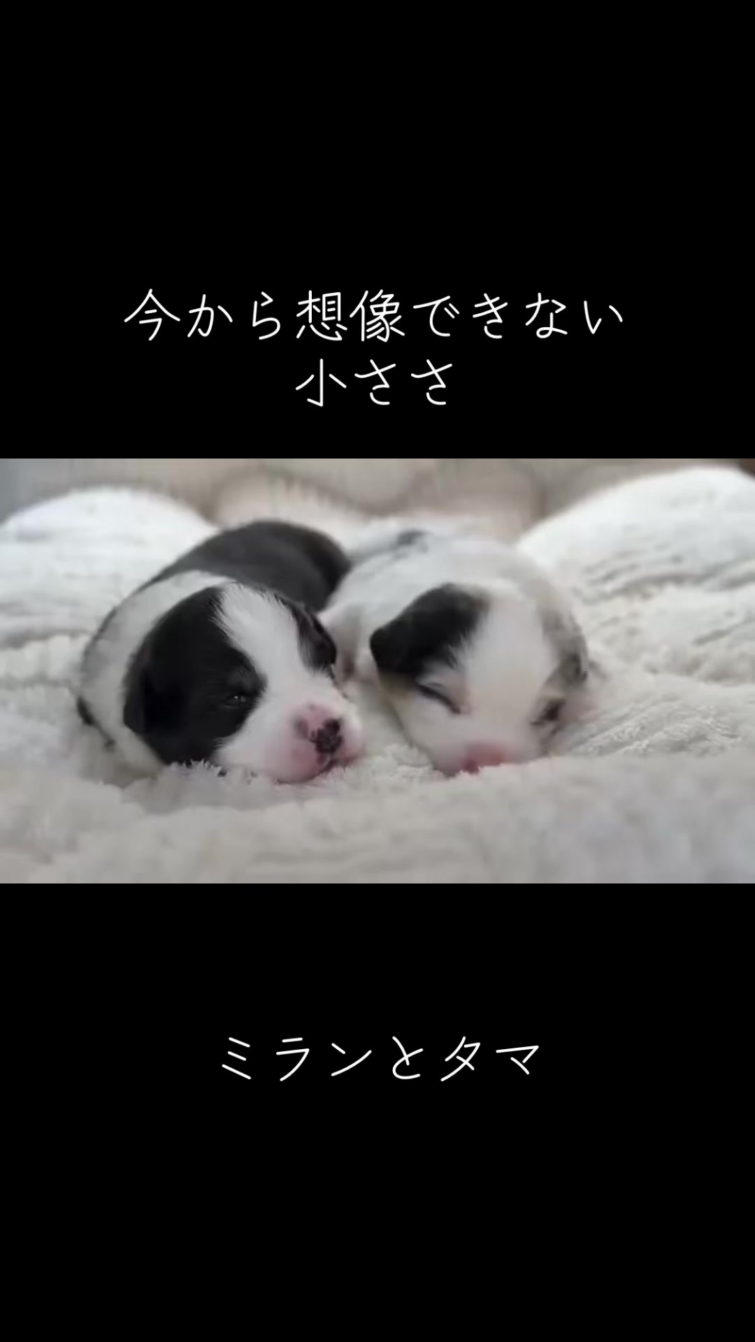 @サン&タマ