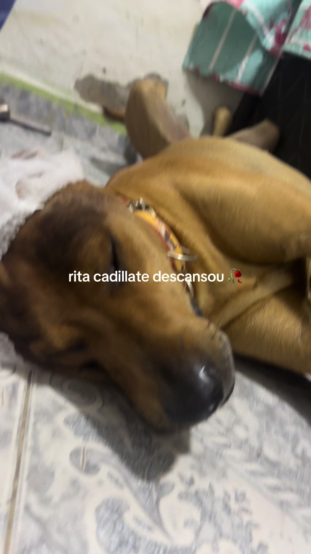 @rita cadillate