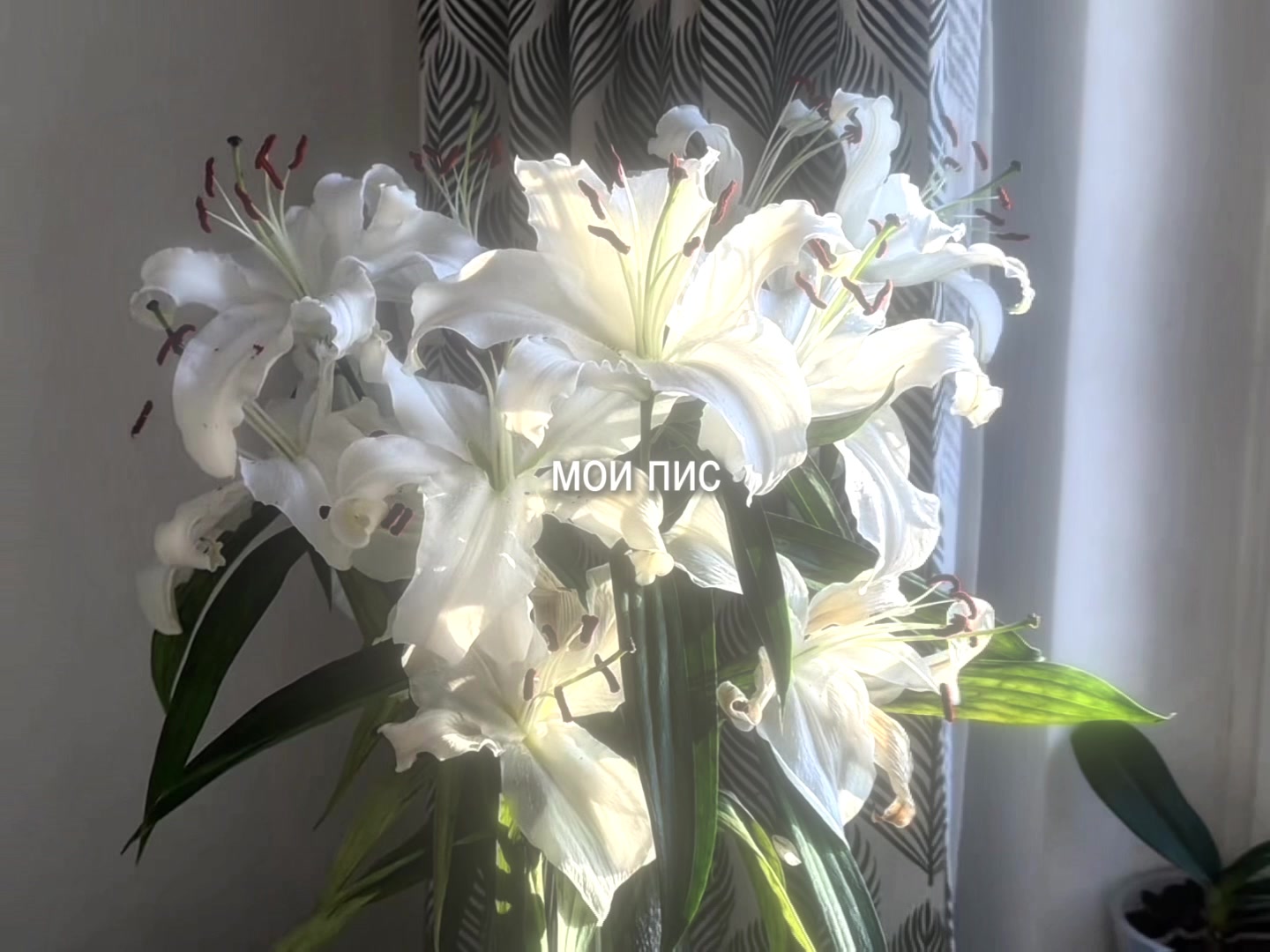 @звуки для липсингов