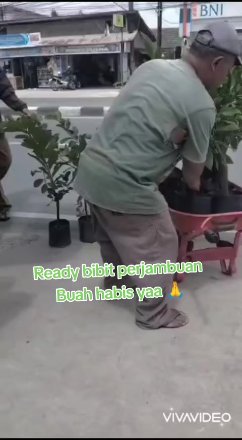 @Bibit khusus samarinda