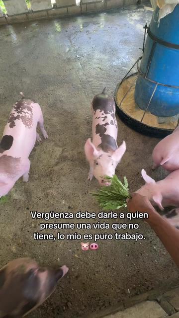 @Yei-Peña🐷🐽🇩🇴
