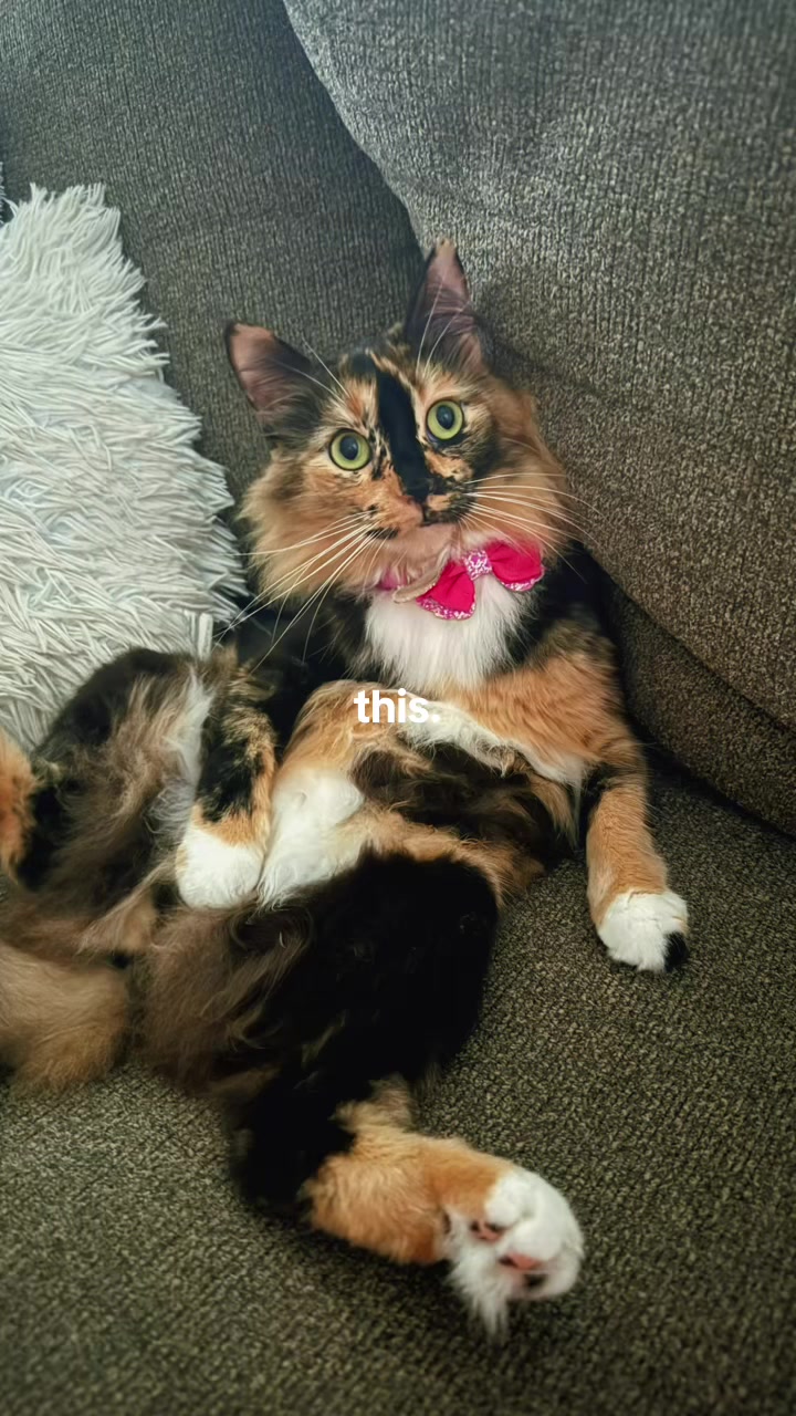 @✨•𝓥𝓮𝓷𝓾𝓼•✨🧿