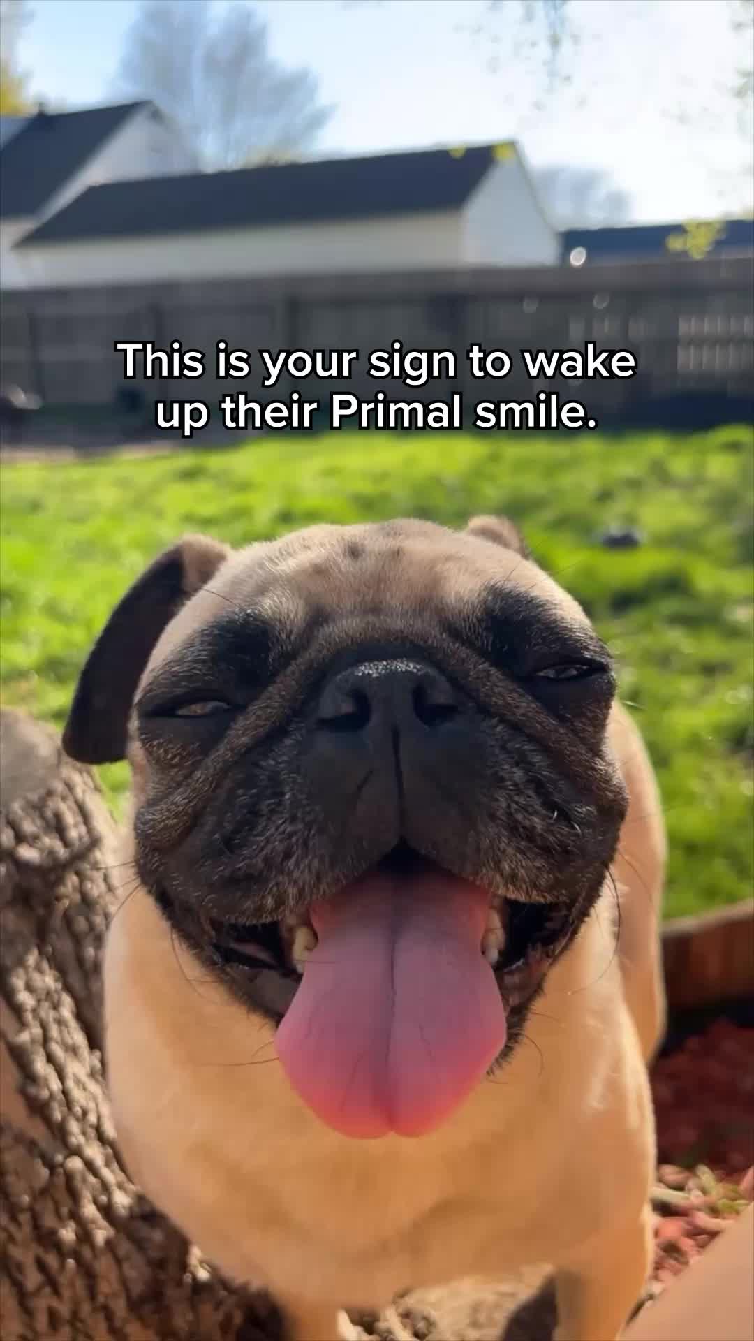 @Primal Pet