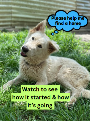 @A Dogs New Life