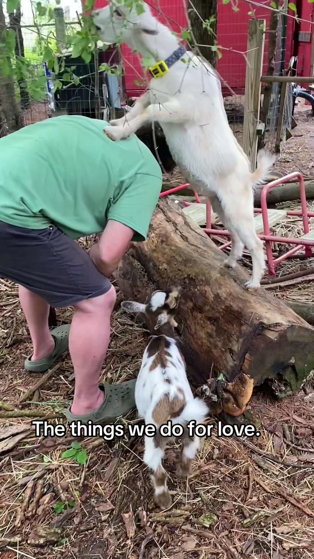 @G.O.A.T.Goats (Meara)