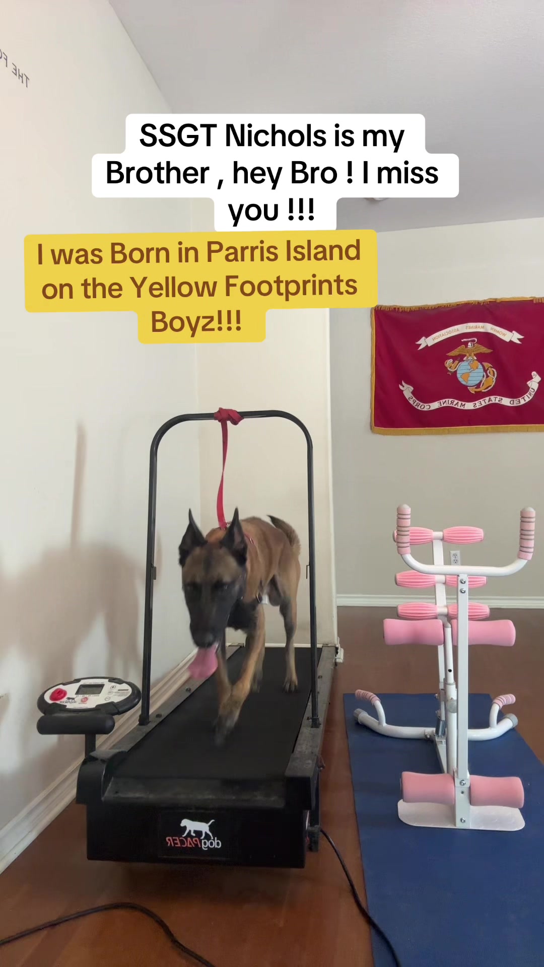 @DEVIL DOG COMMAND