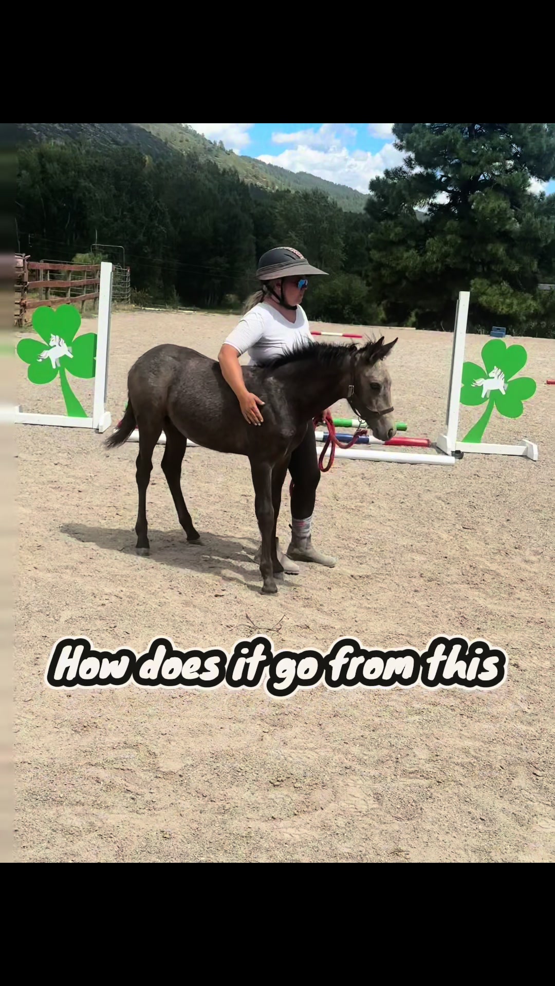 @Mindful Equine Ltd.