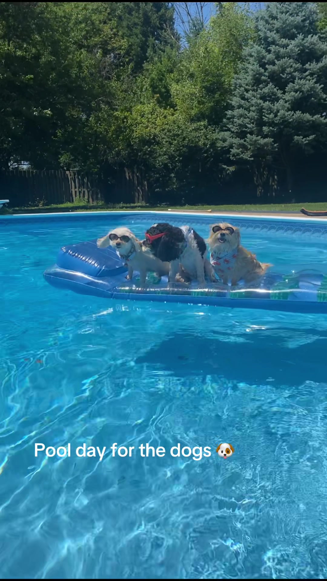@JessK | Dog Mom