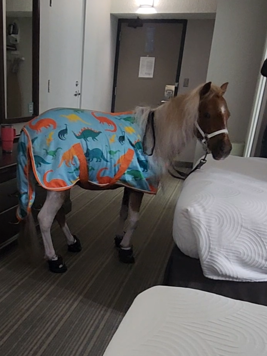 @minihorsemomandtrainer🐴🐴🐴🐴