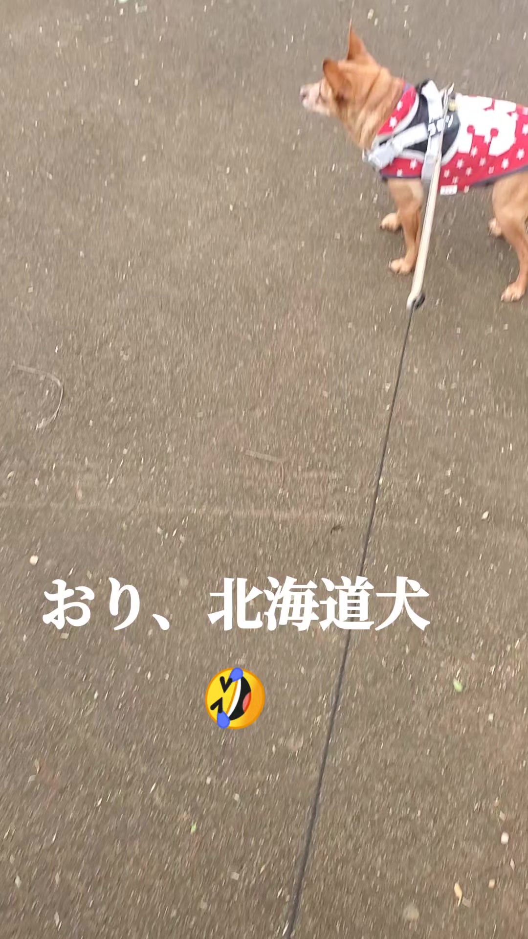 @タイガーコロンあぶちゃん