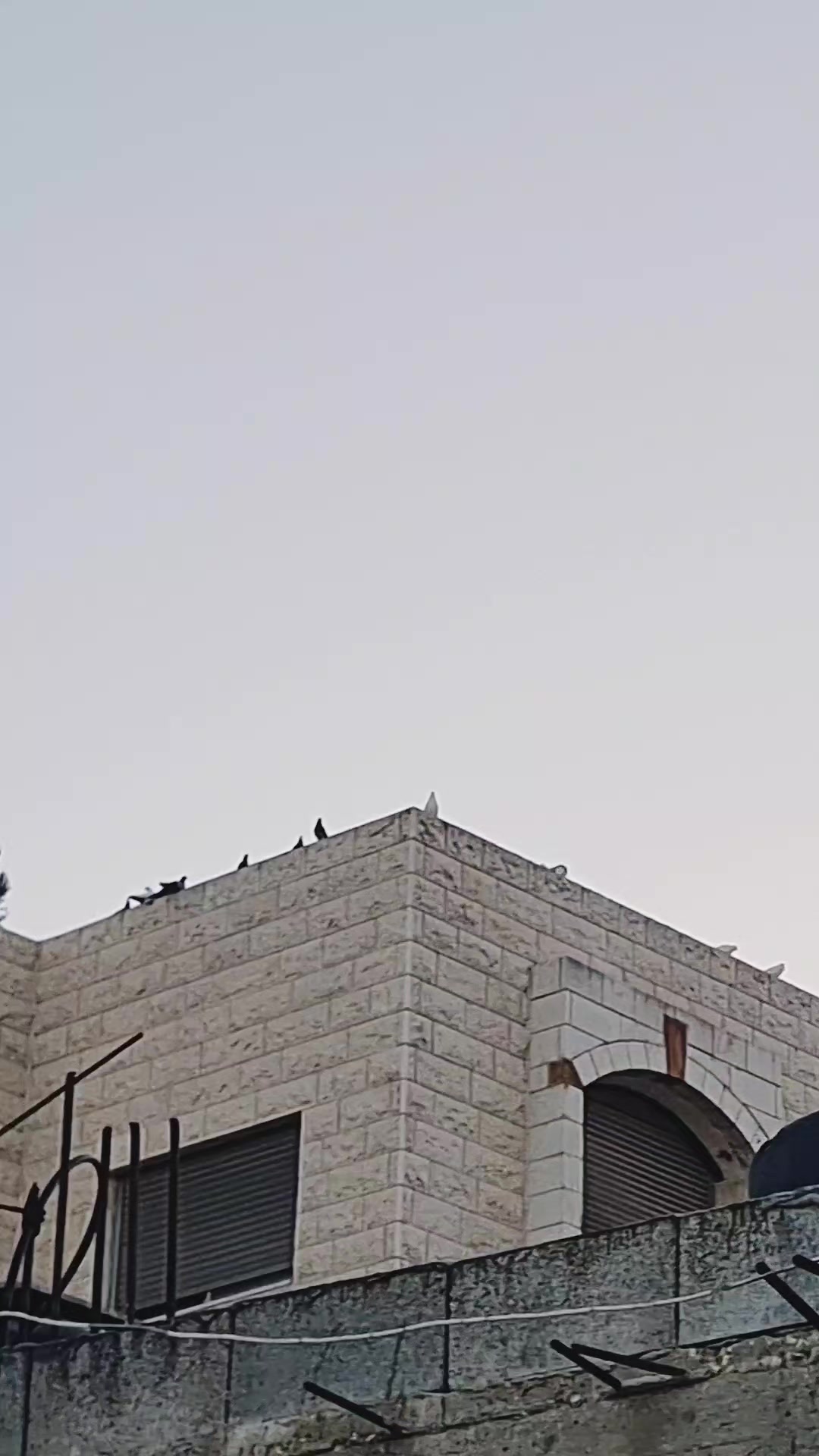 @Pigeons Tv