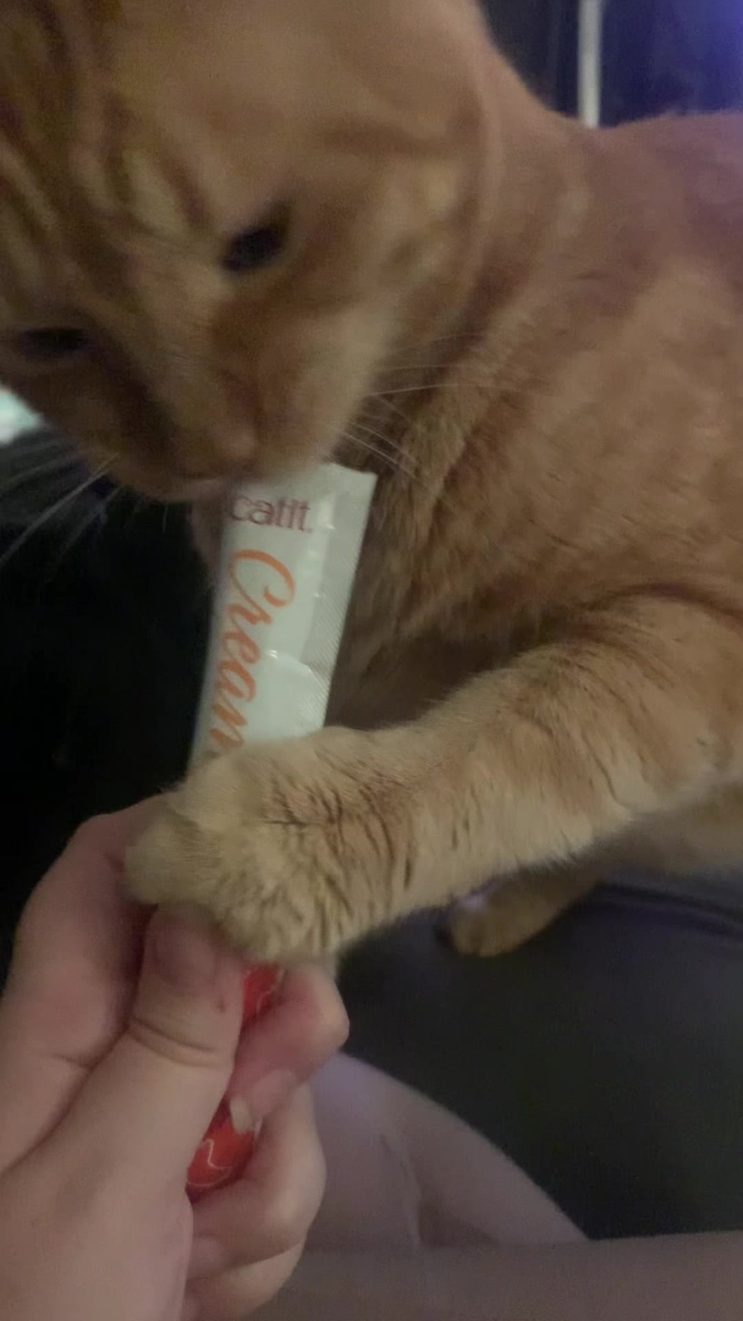 @diycatgeek (Wally & Howl)