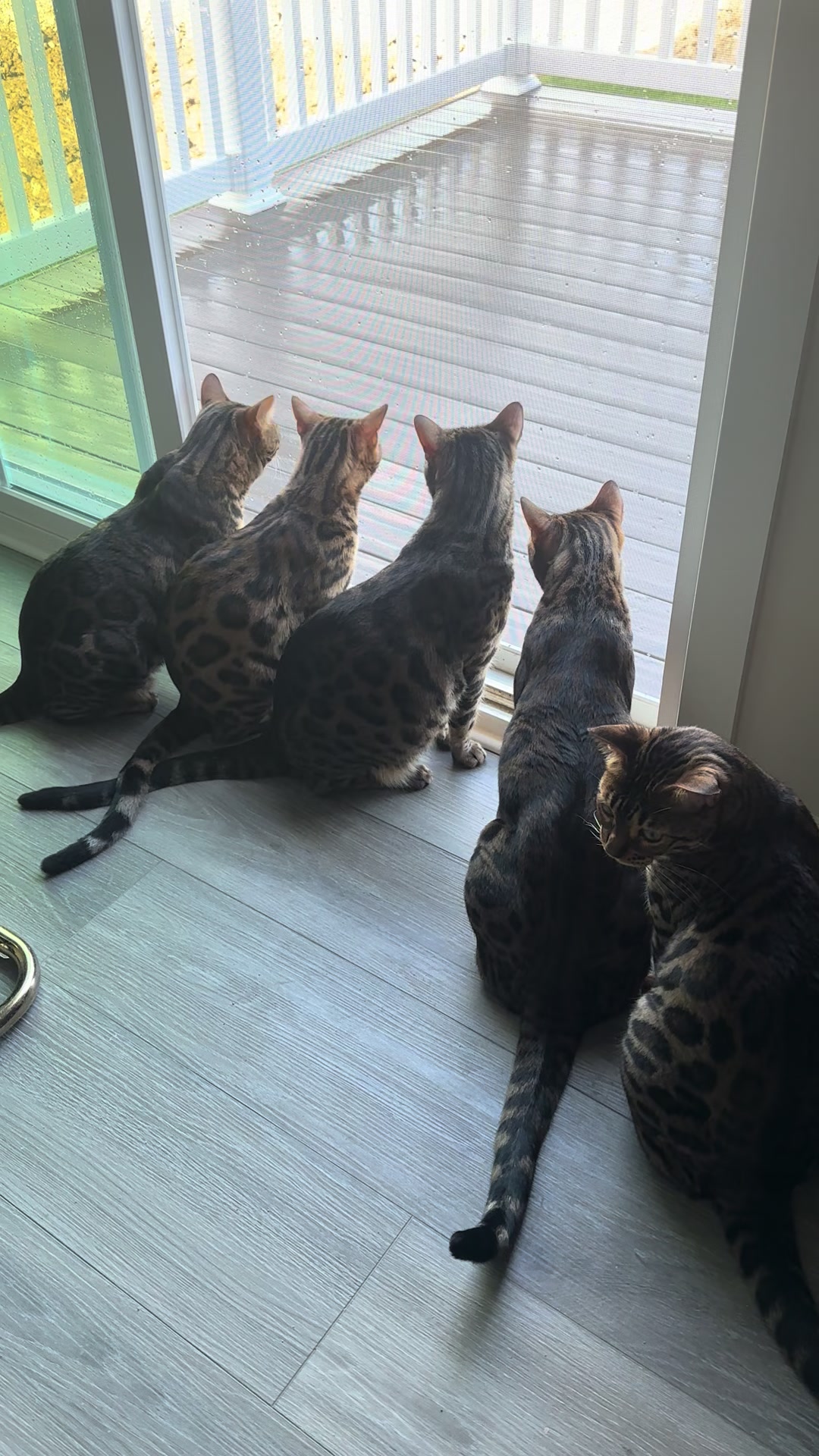 @Tiny Leopard Cats