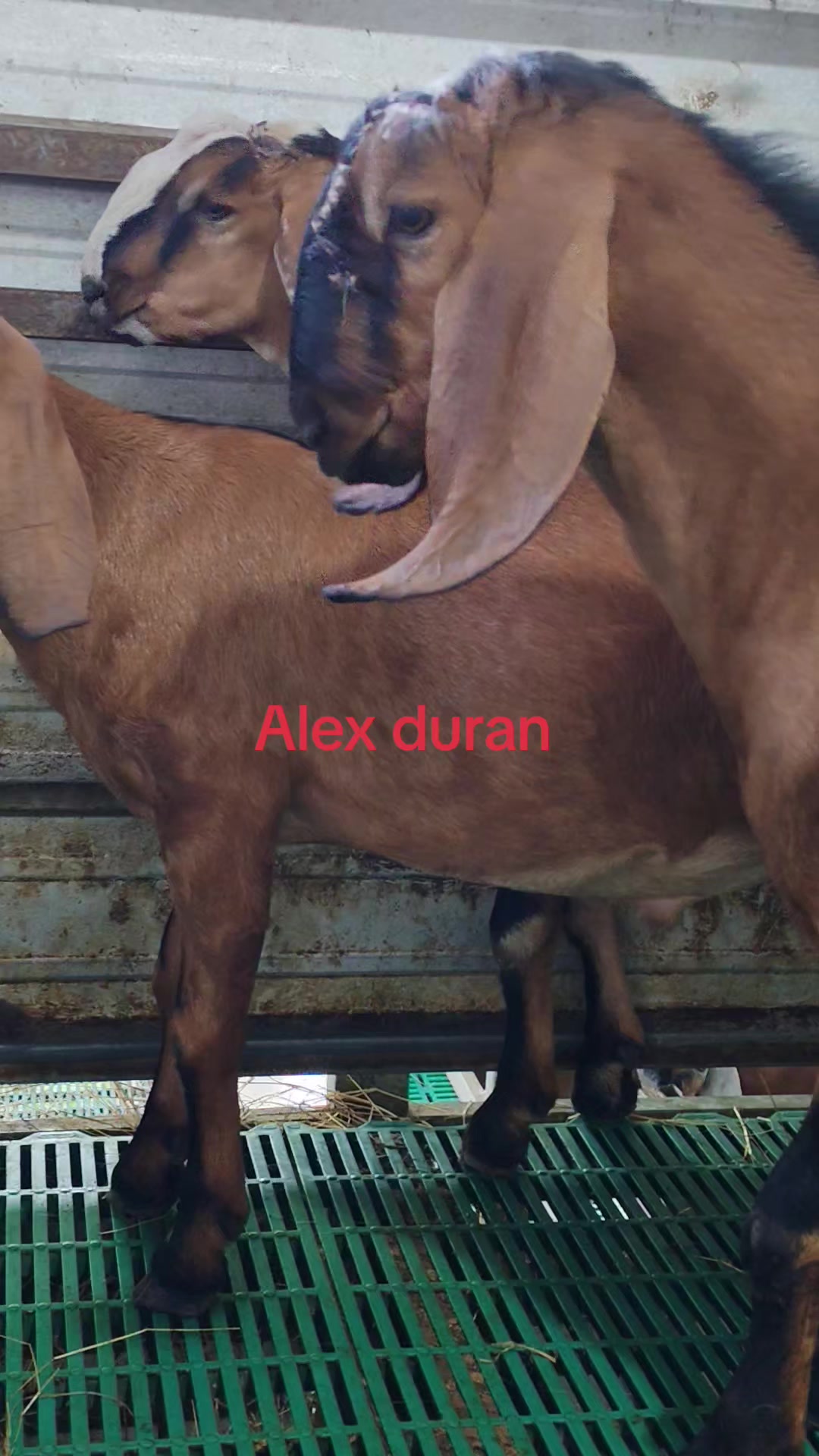 @alexduran7558
