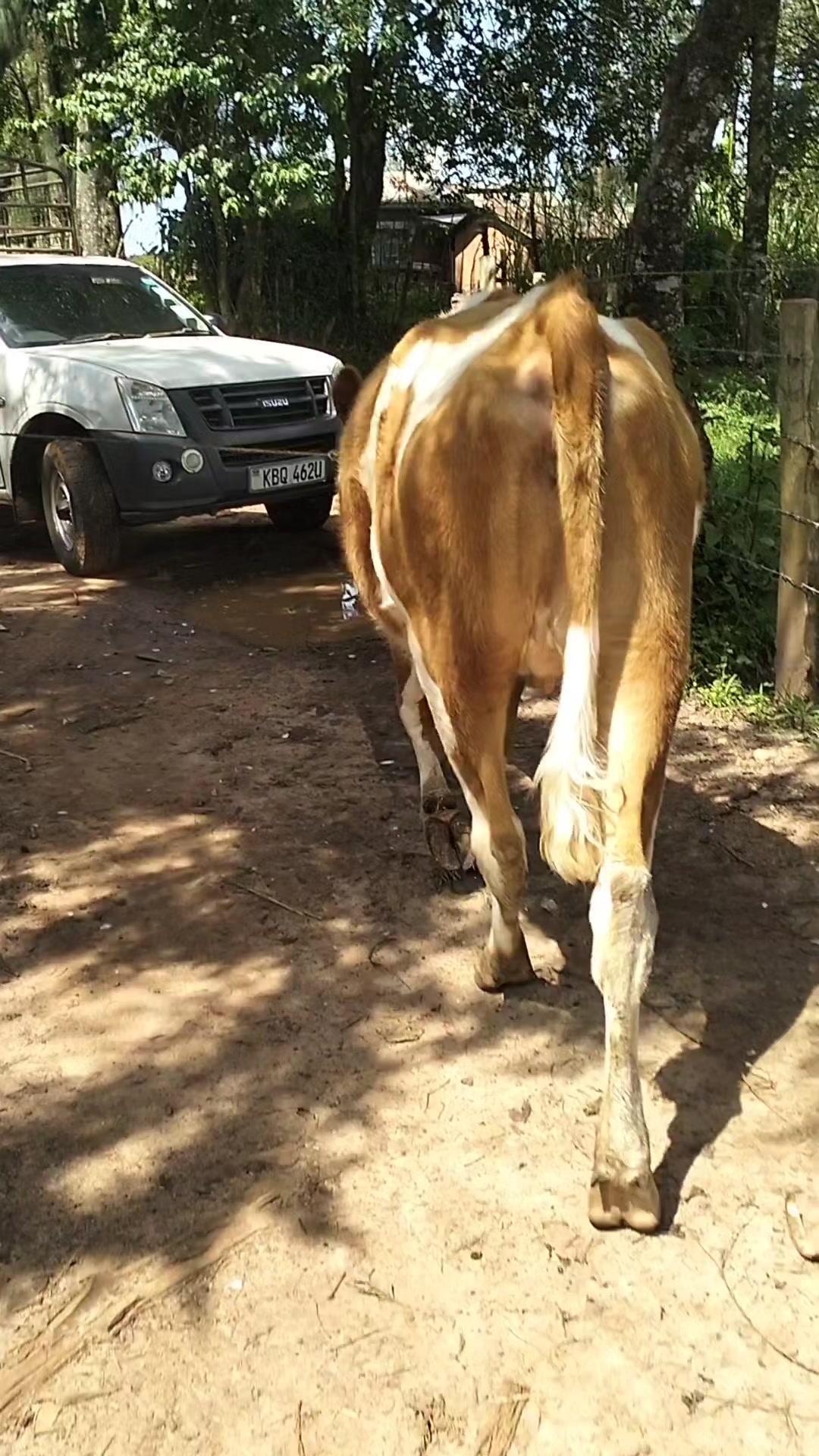 @SEGO DAIRIES 🇰🇪🇰🇪 ❣️