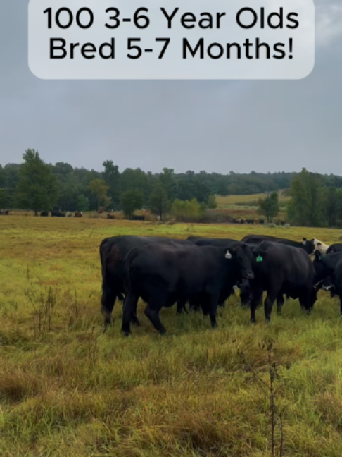 @Rutherford Land and Cattle