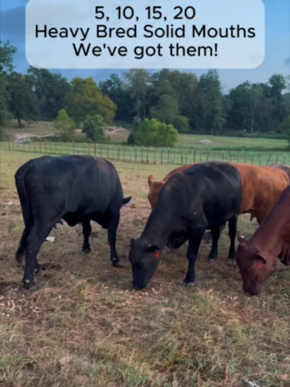 @Rutherford Land and Cattle