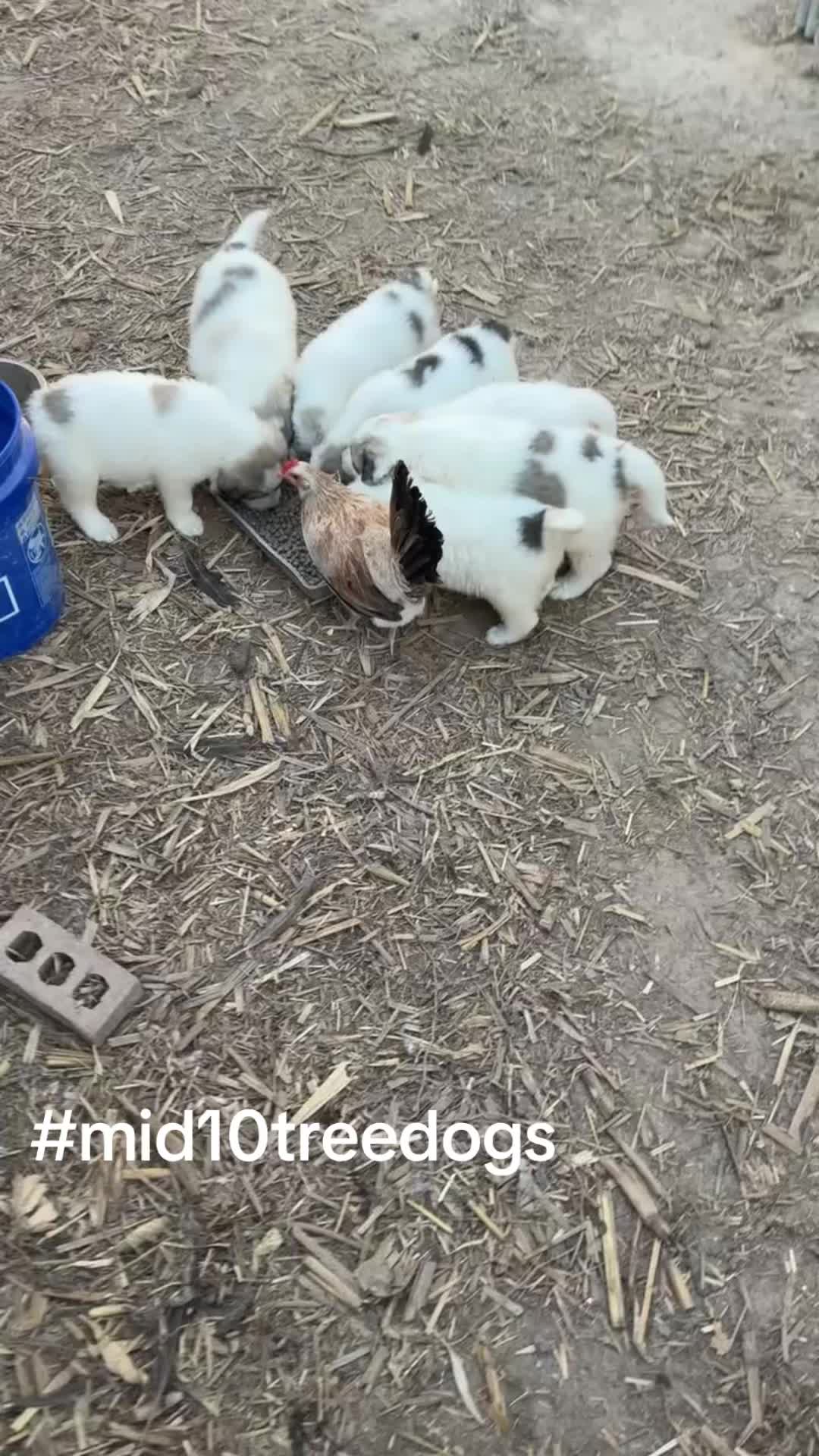 @mid10treedogs
