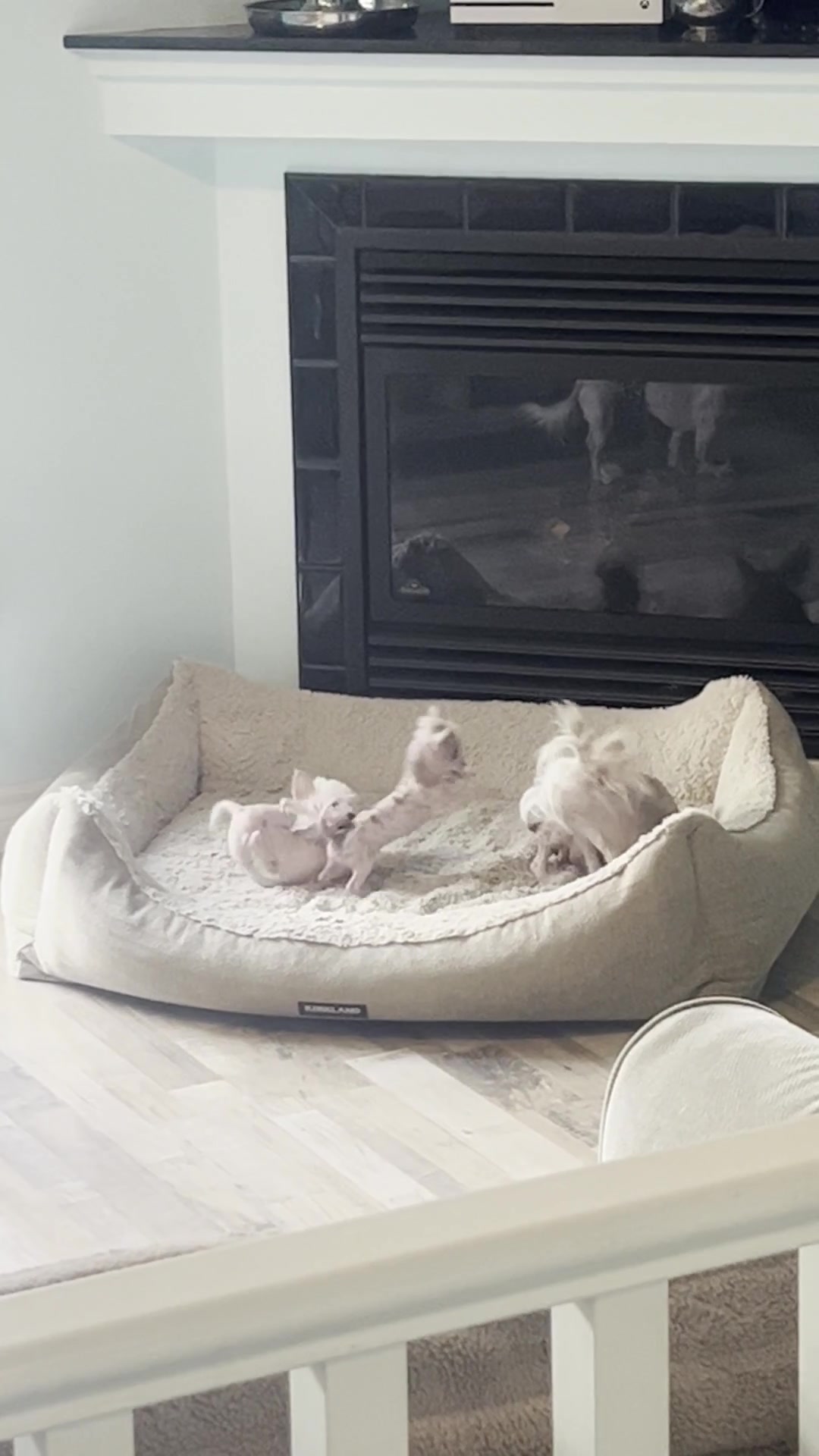 @Chinese Crested Cuties
