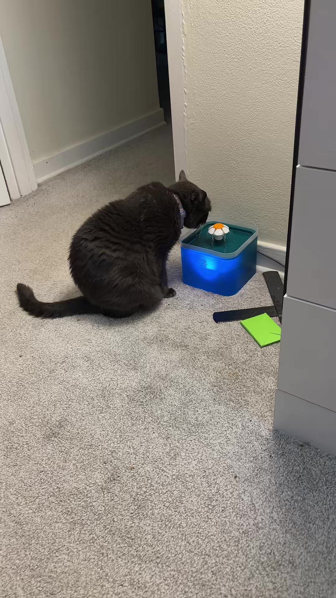 @zeldathecutecat