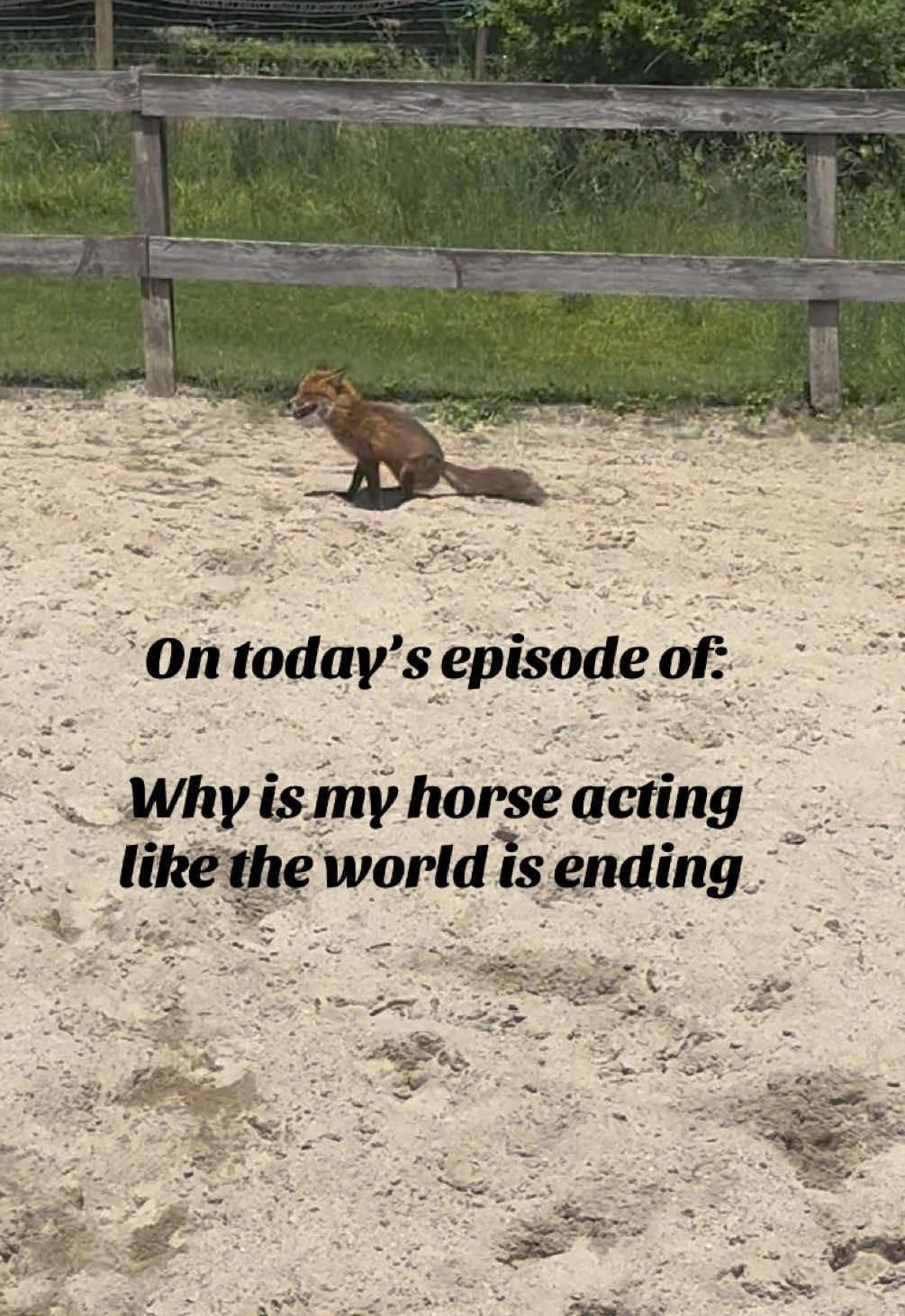 @Equestrian |🦄 Mom