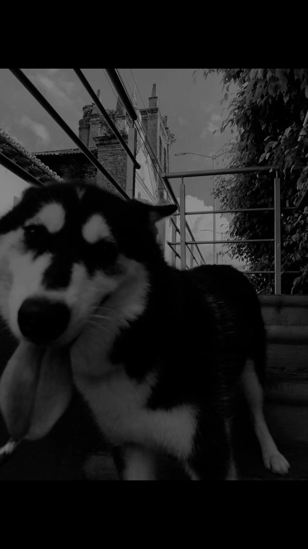 @🩺M&eacute;dico Veterinario Vilchis🤠