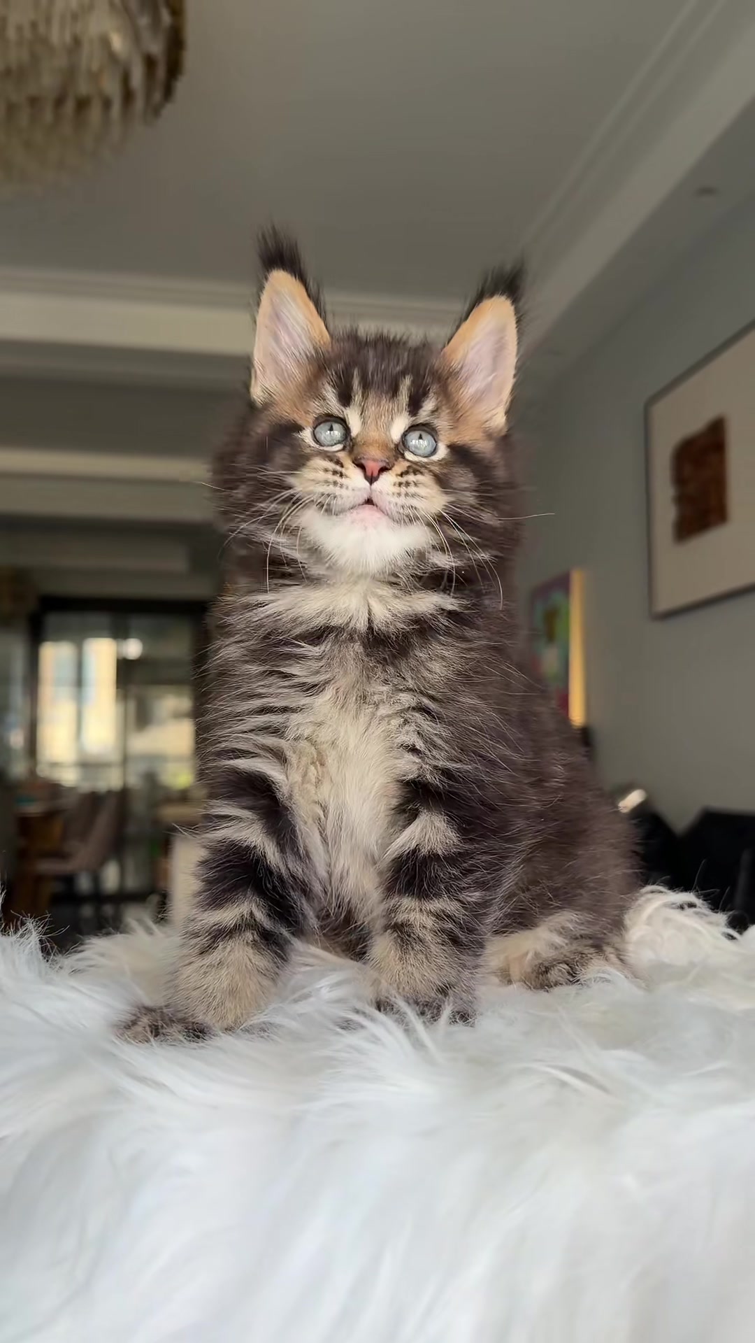 @Majestic Maine Coons 🐾