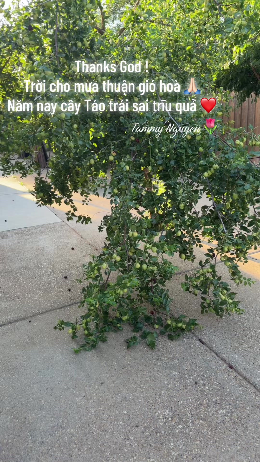 @Tammy Nguyen