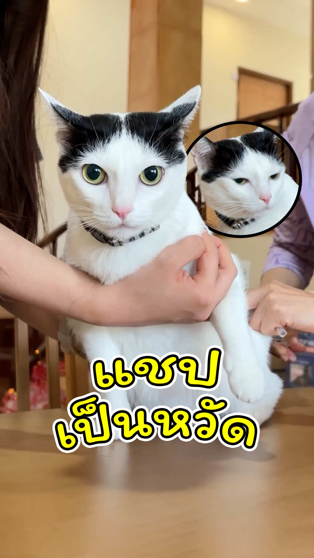 @แชปครองโลก
