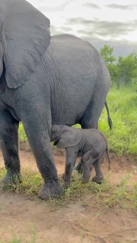 @Thornybush