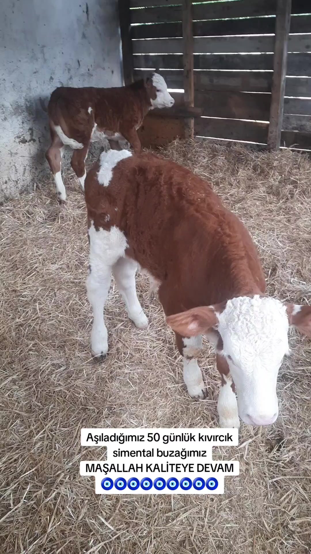 @sakip ekşi ( Deva Vet)