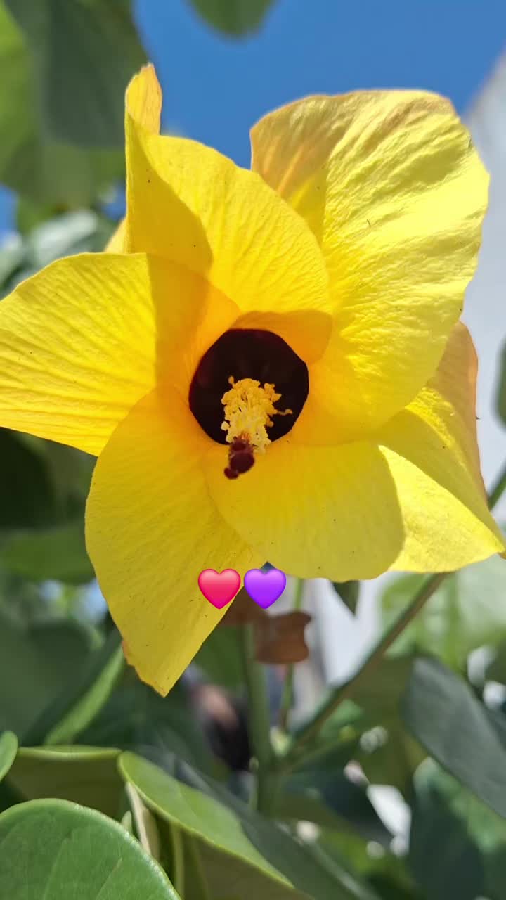 @alexjando1