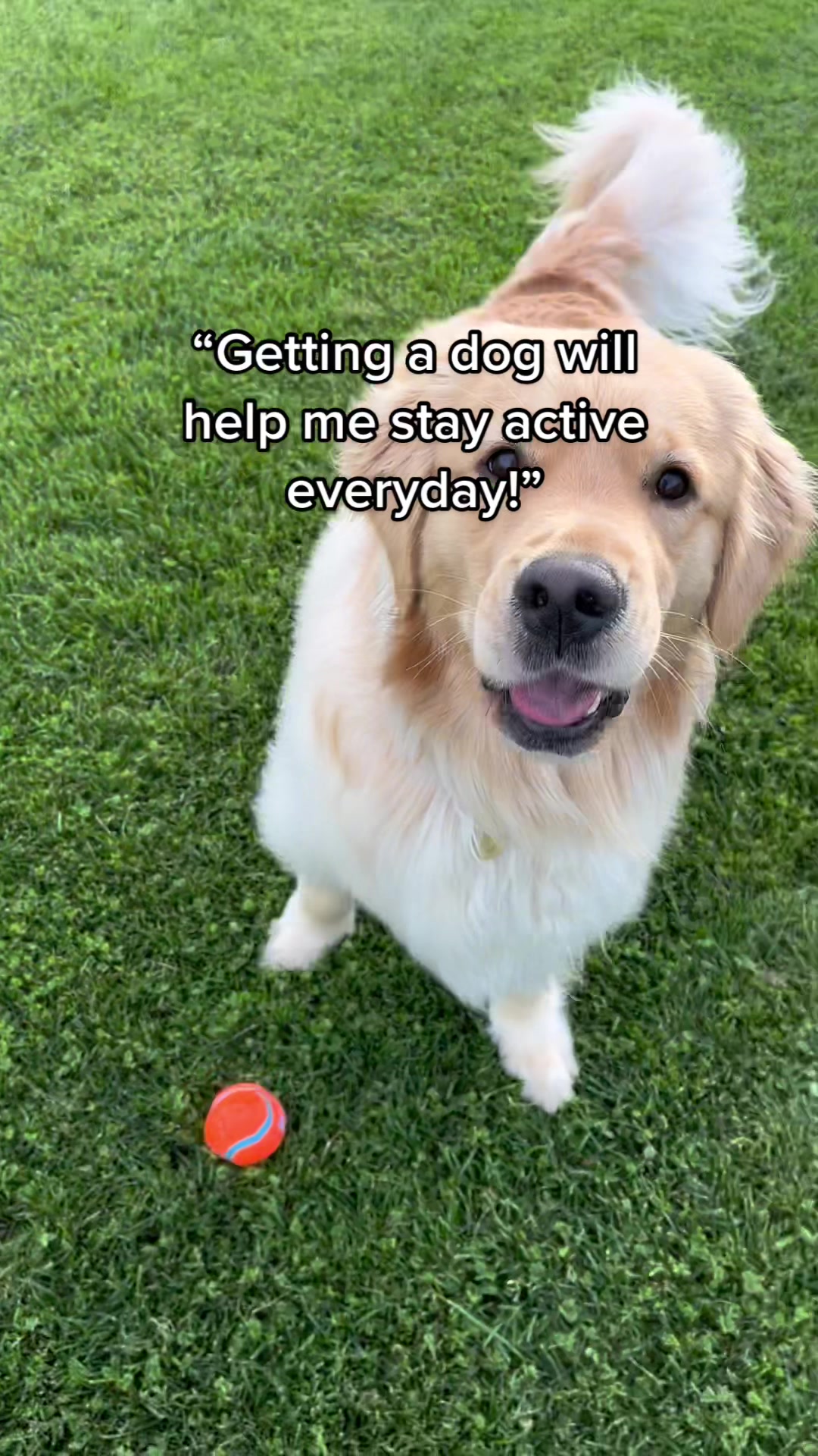 @Daisy & Maple the Goldens