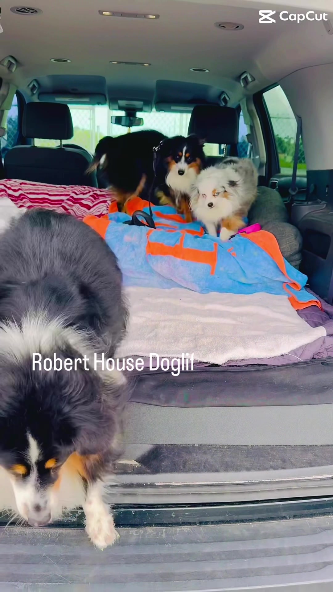 @RobertHouseDoglife